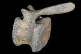 Long Edmontosaurus (Duck-Billed Dinosaur) Vertebra - SD #92846-3